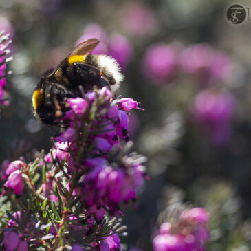 Bumblebees im Garten