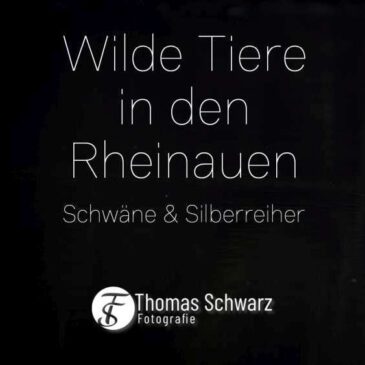 Video: Wilde Tiere in den Rheinauen