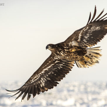 Tiere in Japan – Riesenseeadler (Teil 6/6)