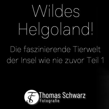 Video: Wildes Helgoland Teil 1