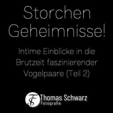 Video: Storchen Geheimnisse Teil 2